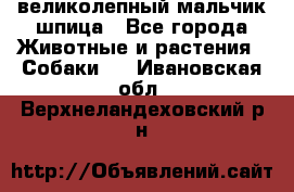 великолепный мальчик шпица - Все города Животные и растения » Собаки   . Ивановская обл.,Верхнеландеховский р-н